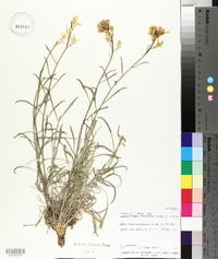 Sisymbrium linifolium image