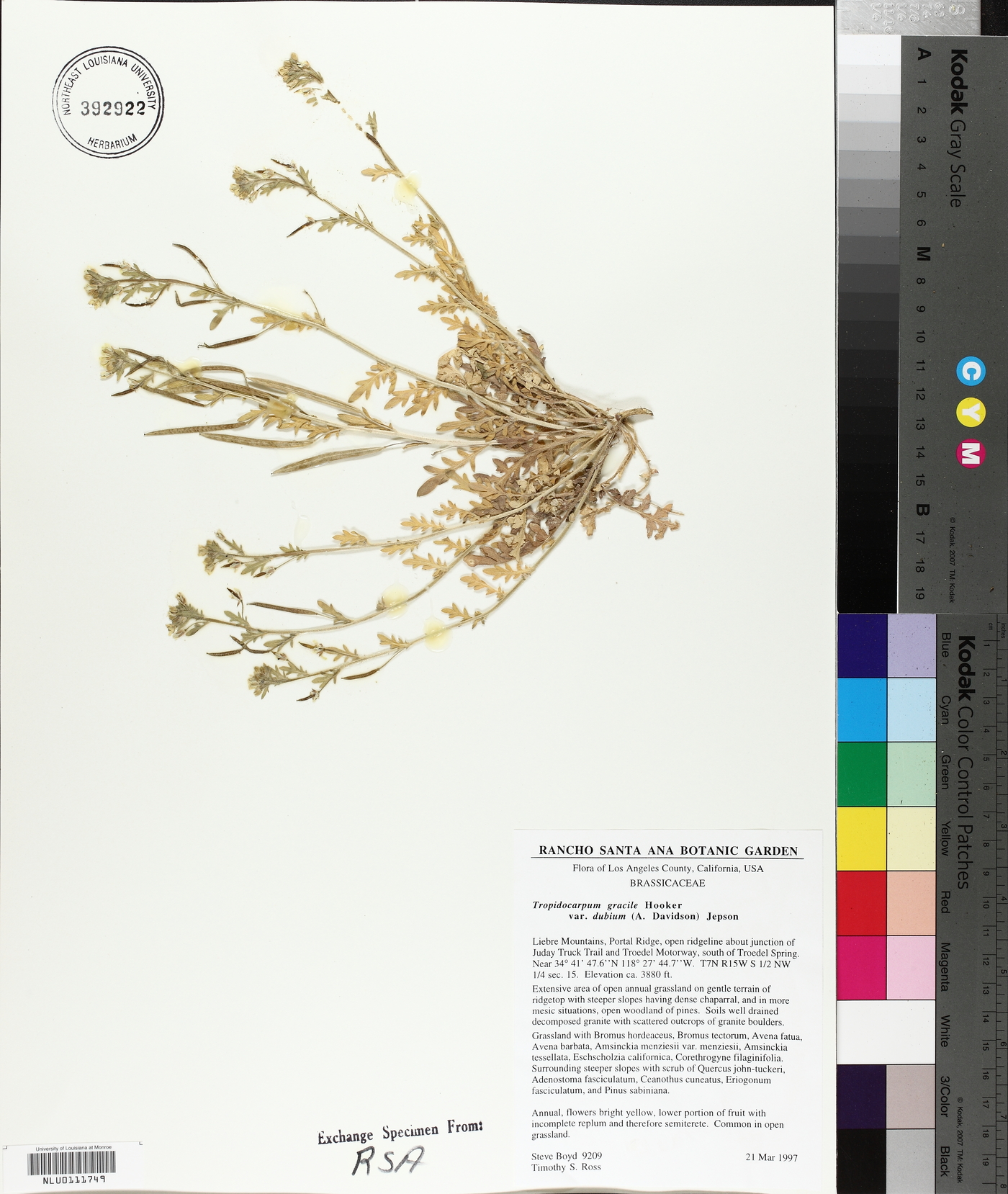Tropidocarpum gracile var. dubium image