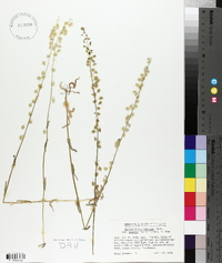 Thysanocarpus curvipes image