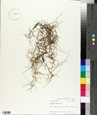 Tillandsia usneoides image