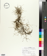 Tillandsia usneoides image