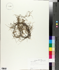 Tillandsia usneoides image