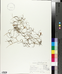 Tillandsia usneoides image