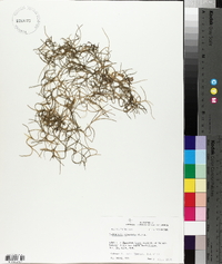 Tillandsia usneoides image