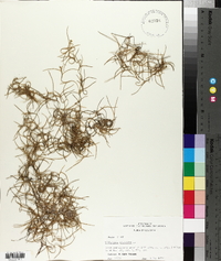 Tillandsia usneoides image