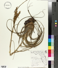 Tillandsia fasciculata image