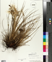 Tillandsia fasciculata image