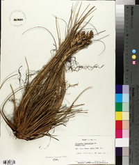 Tillandsia fasciculata image