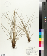 Tillandsia bartramii image