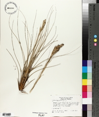 Tillandsia bartramii image