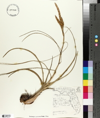 Tillandsia balbisiana image