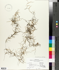 Tillandsia usneoides image