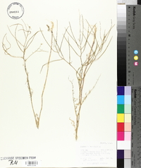 Sisymbrium altissimum image