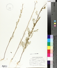 Sisymbrium altissimum image