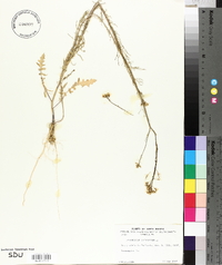 Sisymbrium altissimum image