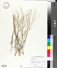 Sisymbrium altissimum image