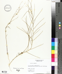 Sisymbrium altissimum image