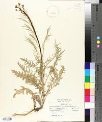 Sisymbrium altissimum image