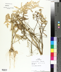 Sisymbrium altissimum image