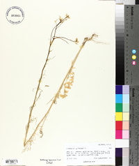 Sisymbrium altissimum image