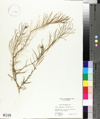 Sisymbrium altissimum image