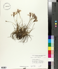 Tillandsia recurvata image