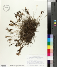 Tillandsia recurvata image