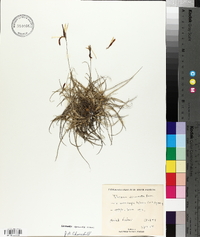 Tillandsia recurvata image