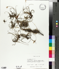 Tillandsia recurvata image