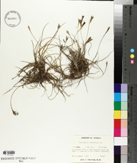 Tillandsia recurvata image