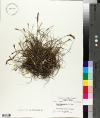 Tillandsia recurvata image