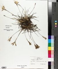 Tillandsia recurvata image