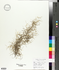 Tillandsia usneoides image