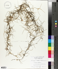 Tillandsia usneoides image