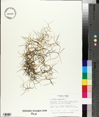 Tillandsia usneoides image