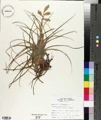 Tillandsia canescens image