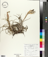 Tillandsia andrieuxii image