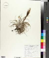 Tillandsia andrieuxii image