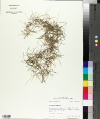 Tillandsia usneoides image