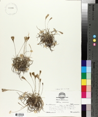 Tillandsia recurvata image