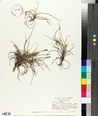 Tillandsia recurvata image