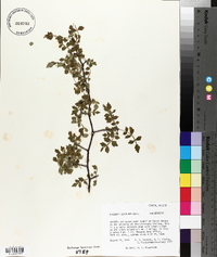 Bursera laxiflora image