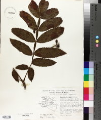 Bursera hintonii image