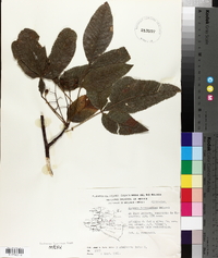 Bursera heteresthes image