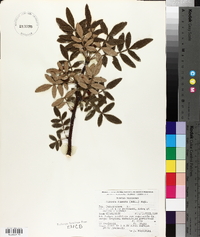 Bursera cuneata image