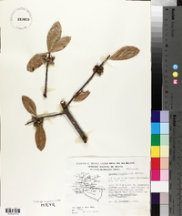 Bursera crenata image