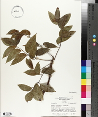 Bursera simaruba image