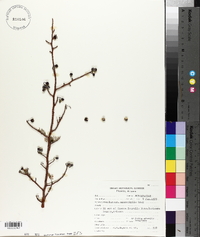 Bursera microphylla image