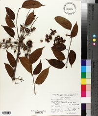 Bursera simaruba image