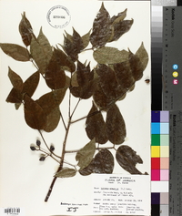 Bursera simaruba image